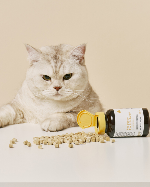 브랜드 라인업업 이미지