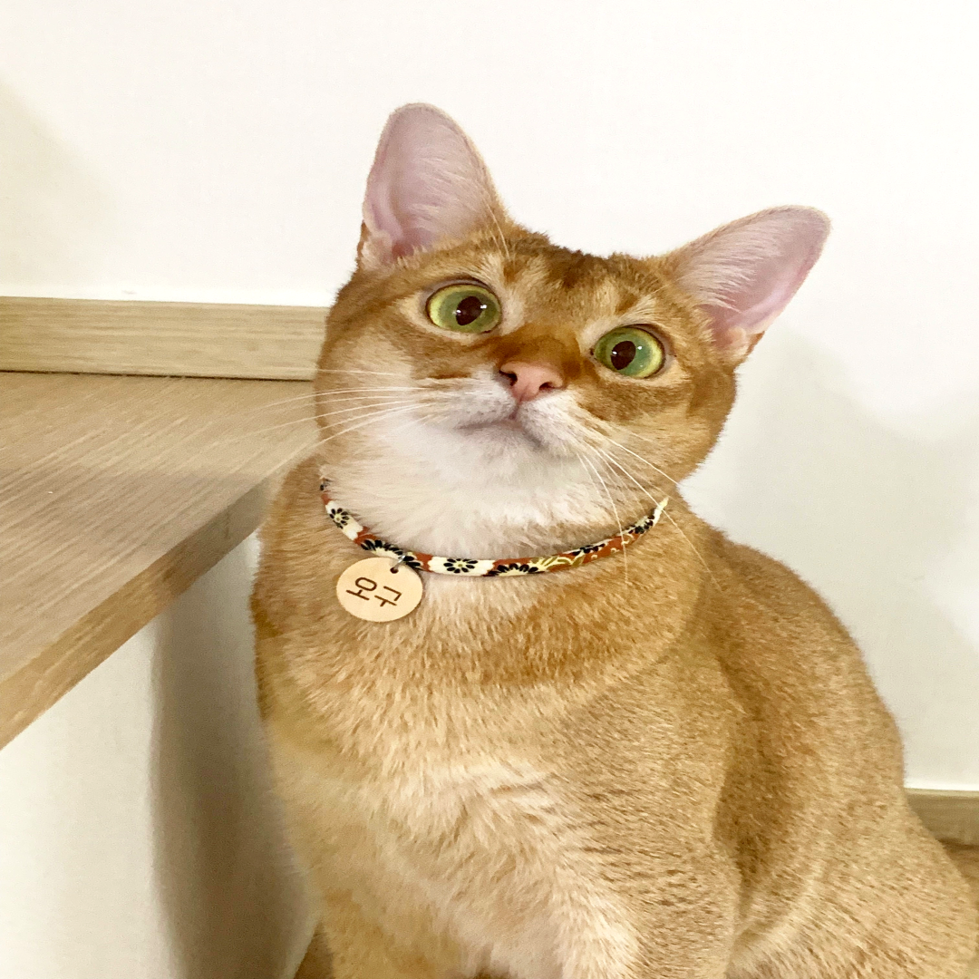 브랜드 라인업업 이미지