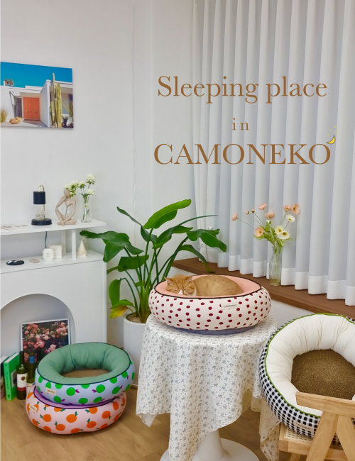 브랜드 라인업업 이미지