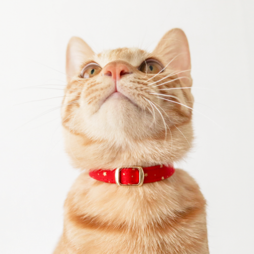 브랜드 라인업업 이미지