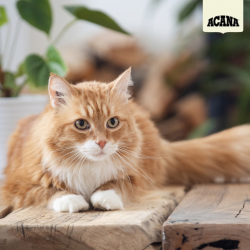 브랜드 라인업업 이미지