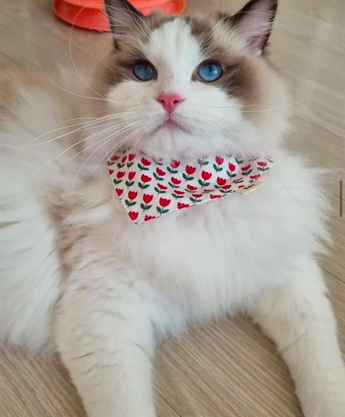 브랜드 라인업업 이미지