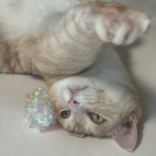 브랜드 라인업 이미지