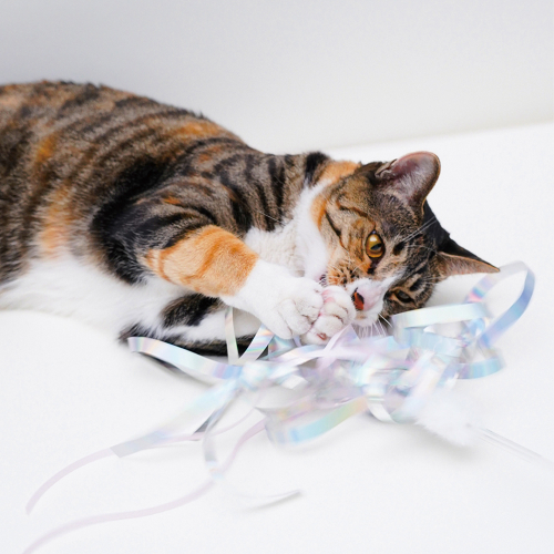 브랜드 라인업업 이미지